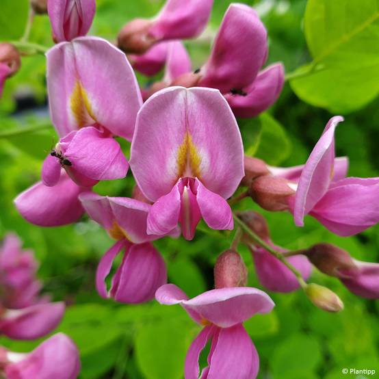 Promesse de Fleurs - Robinia margaretta Georgia da Torino - Robinier rose Pot de 7,5L/10L
