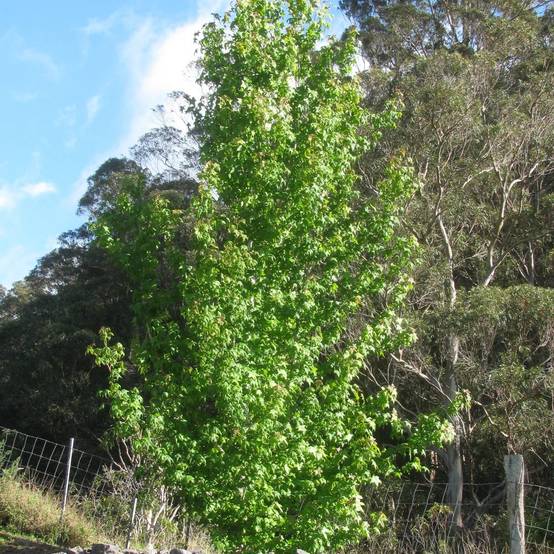 Copalme d'Amérique Oakville Highlight, Liquidambar - Pot de 15L - Baliveau - Image 1