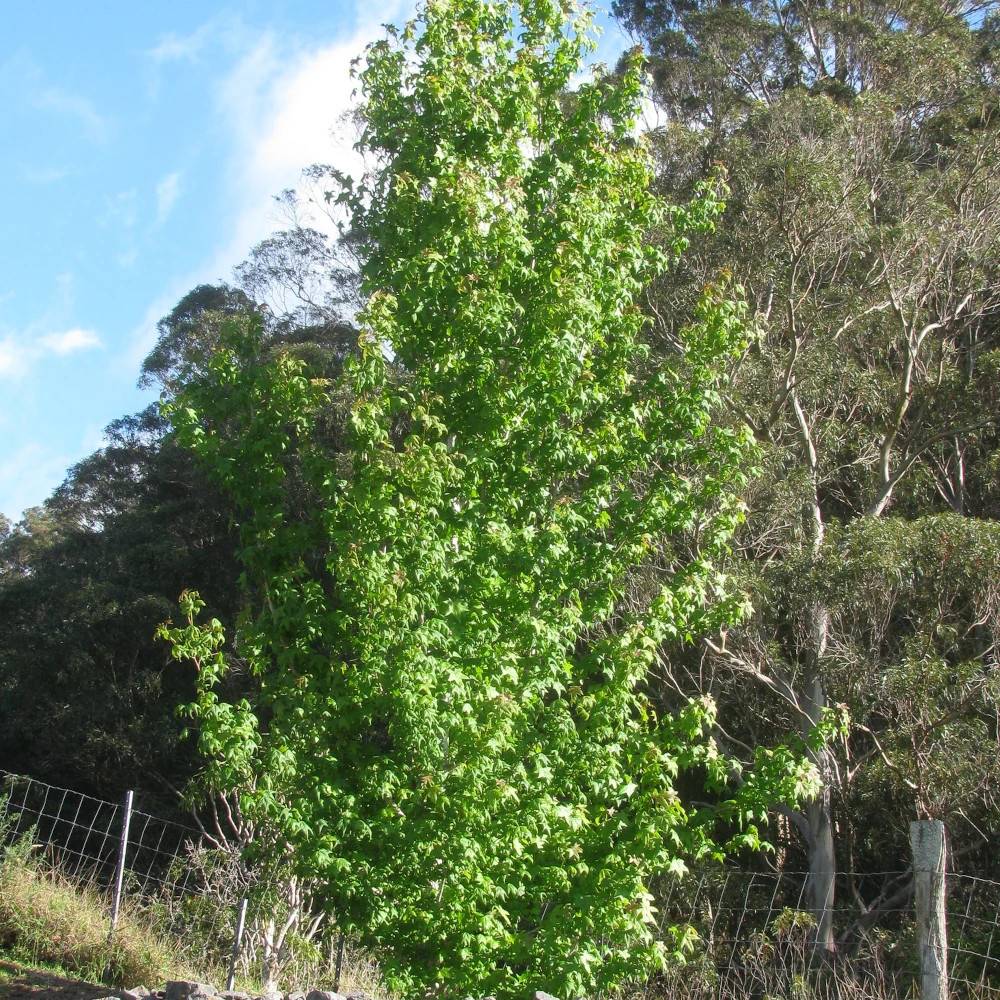 Copalme d'Amérique Oakville Highlight, Liquidambar - Pot de 15L - Baliveau