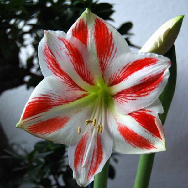 Promesse de Fleurs - Amaryllis Clown Bulbe calibre 28/30, Extra