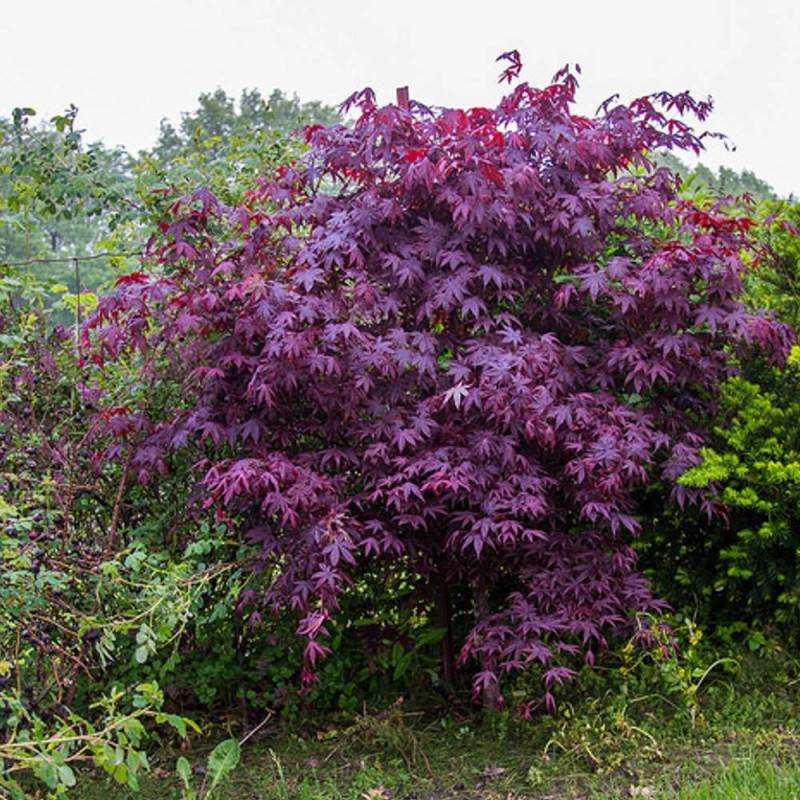 Érable du Japon Bloodgood, Acer palmatum - Pot de 4L - 60/100 cm - Image 1