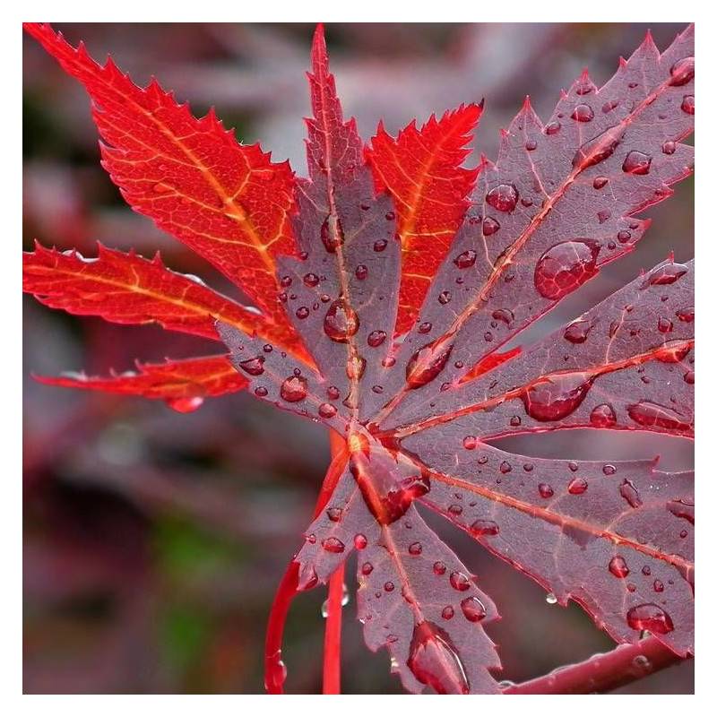 Érable du Japon Bloodgood, Acer palmatum - Pot de 4L - 60/100 cm - Image 2