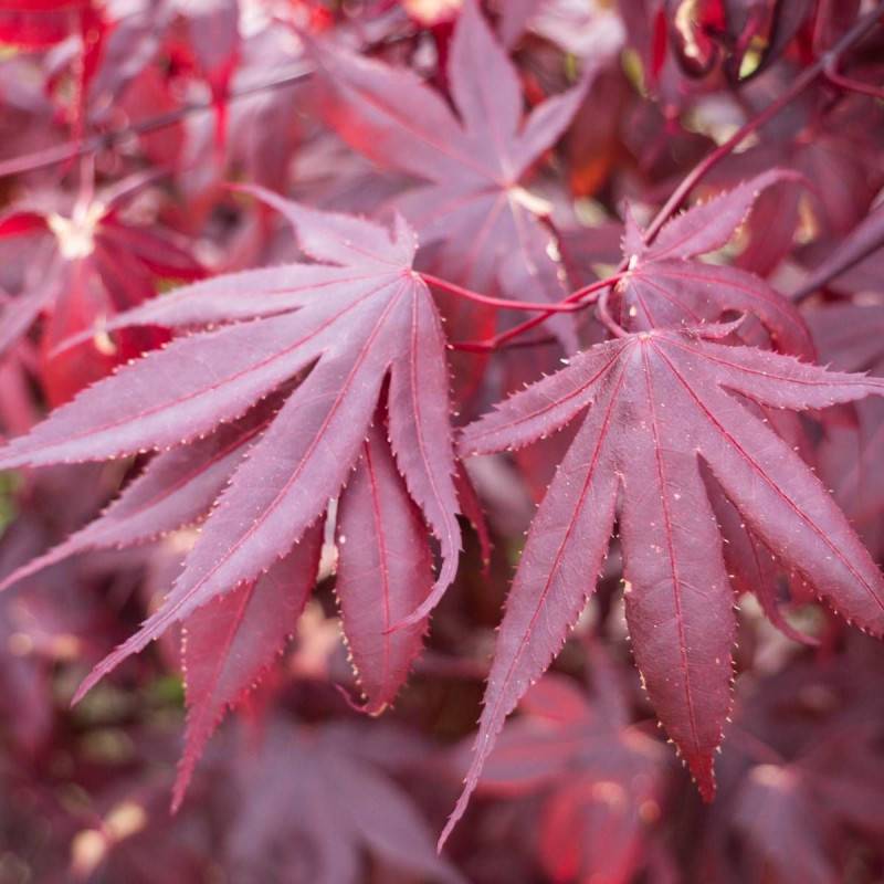 Érable du Japon Bloodgood, Acer palmatum - Pot de 4L - 60/100 cm - Image 6