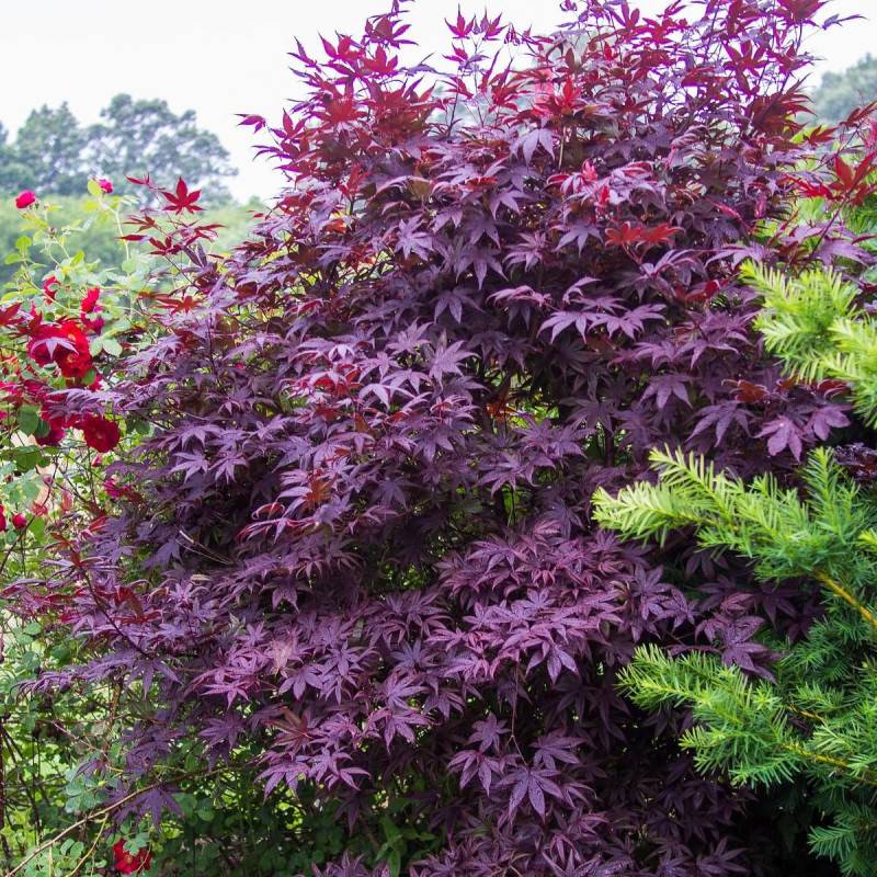 Érable du Japon Bloodgood, Acer palmatum - Pot de 4L - 60/100 cm - Image 3