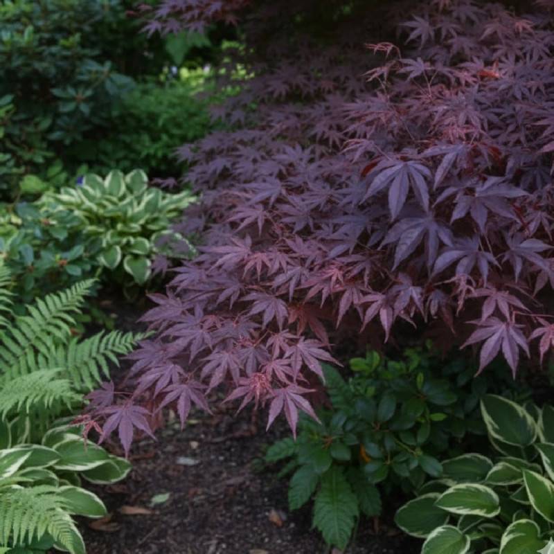Érable du Japon Bloodgood, Acer palmatum - Pot de 4L - 60/100 cm - Image 8