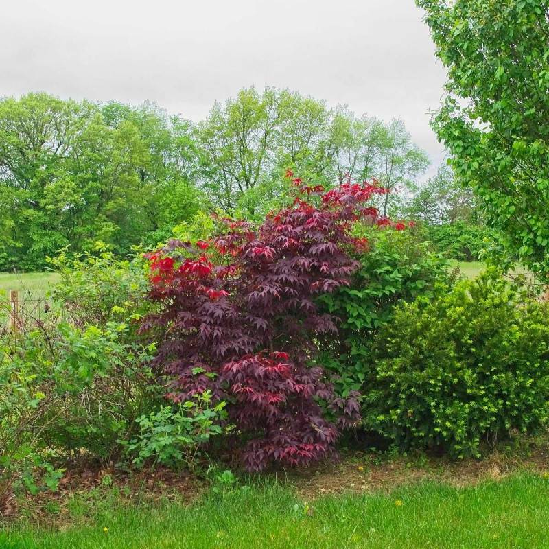 Érable du Japon Bloodgood, Acer palmatum - Pot de 4L - 60/100 cm - Image 4