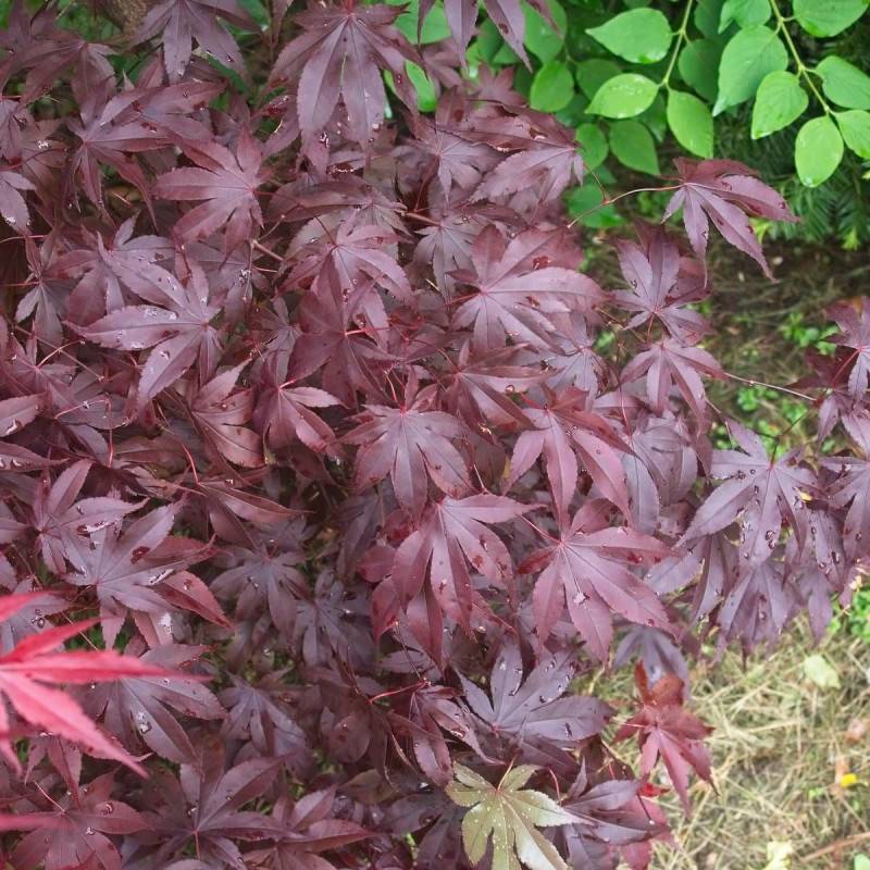 Érable du Japon Bloodgood, Acer palmatum - Pot de 4L - 60/100 cm - Image 5