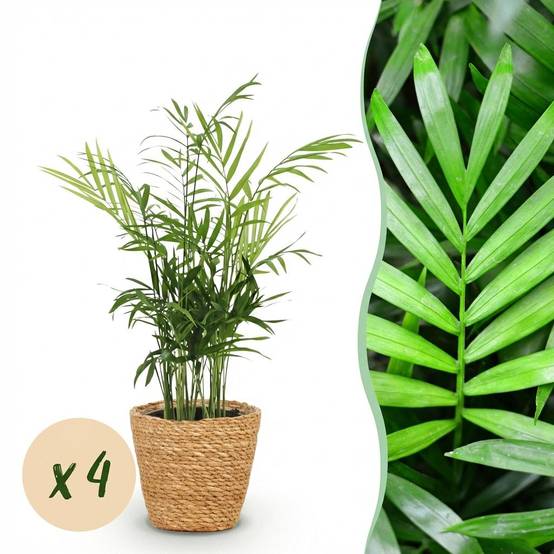 La Green Touch - Chamaedorea Elegans - H40cm - Image 2