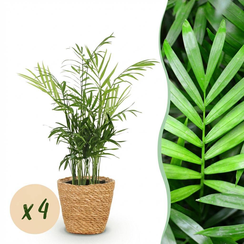 La Green Touch - Chamaedorea Elegans - H40cm - Image 2
