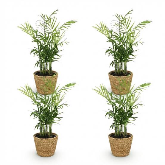 La Green Touch - Chamaedorea Elegans - H40cm - Image 4