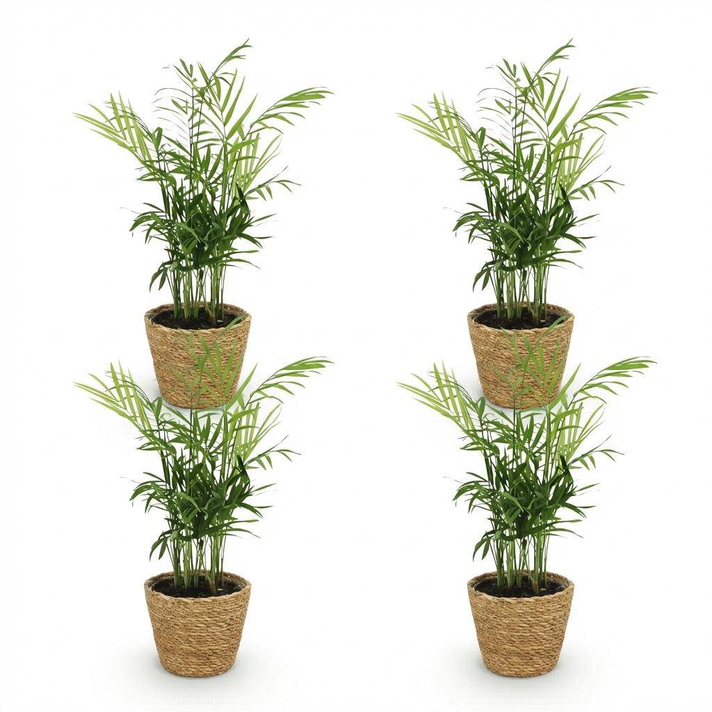 La Green Touch - Chamaedorea Elegans - H40cm - Image 4