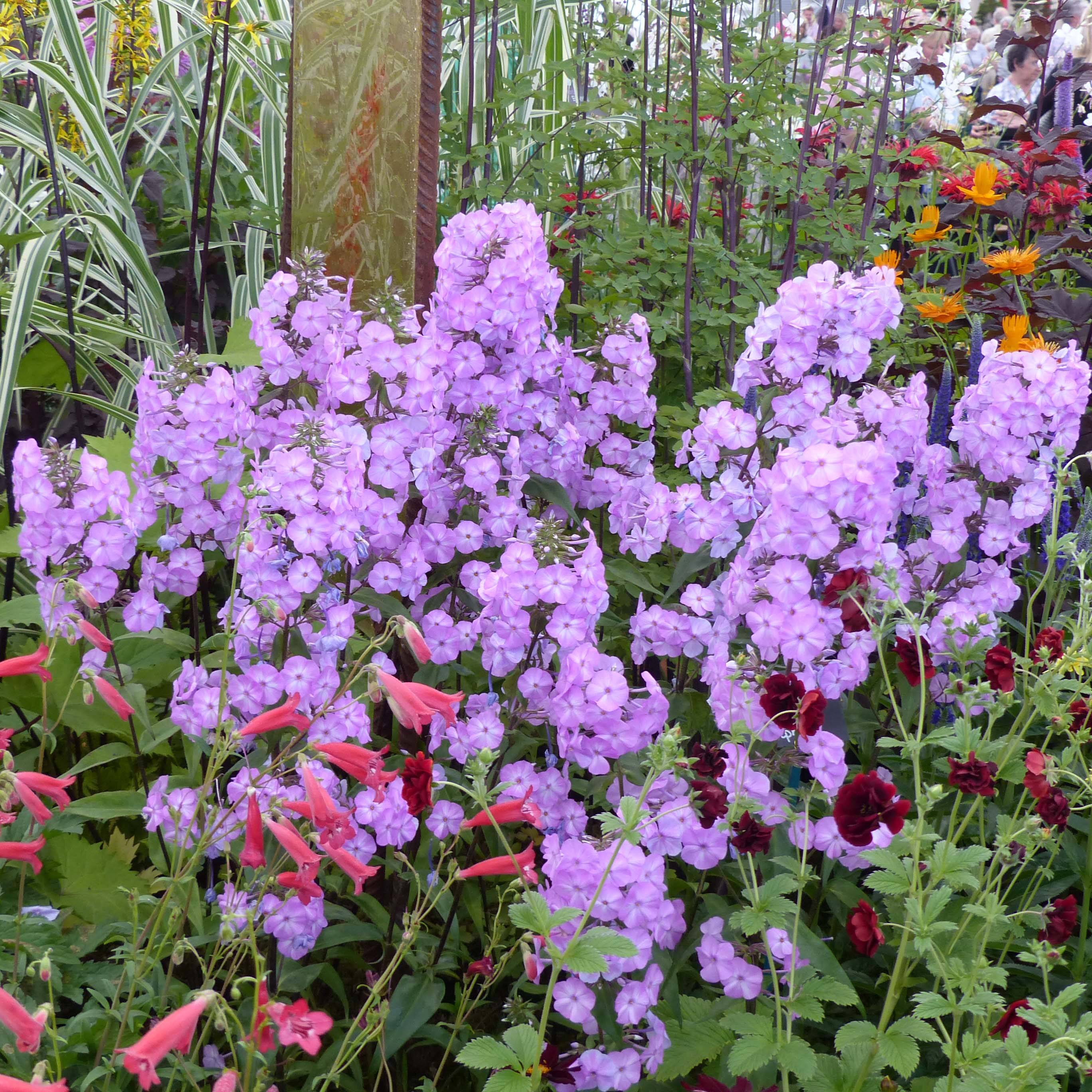 Promesse de Fleurs - Phlox maculata Alpha Godet de 8/9 cm