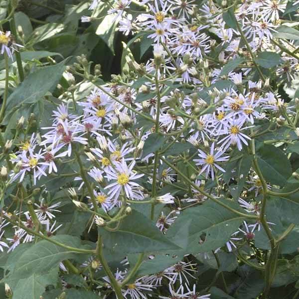 Promesse de Fleurs - Aster macrophyllus Godet de 8/9 cm