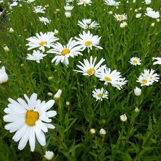 Promesse de Fleurs - Leucanthemum Polaris - Marguerite d'été Godet de 8/9 cm