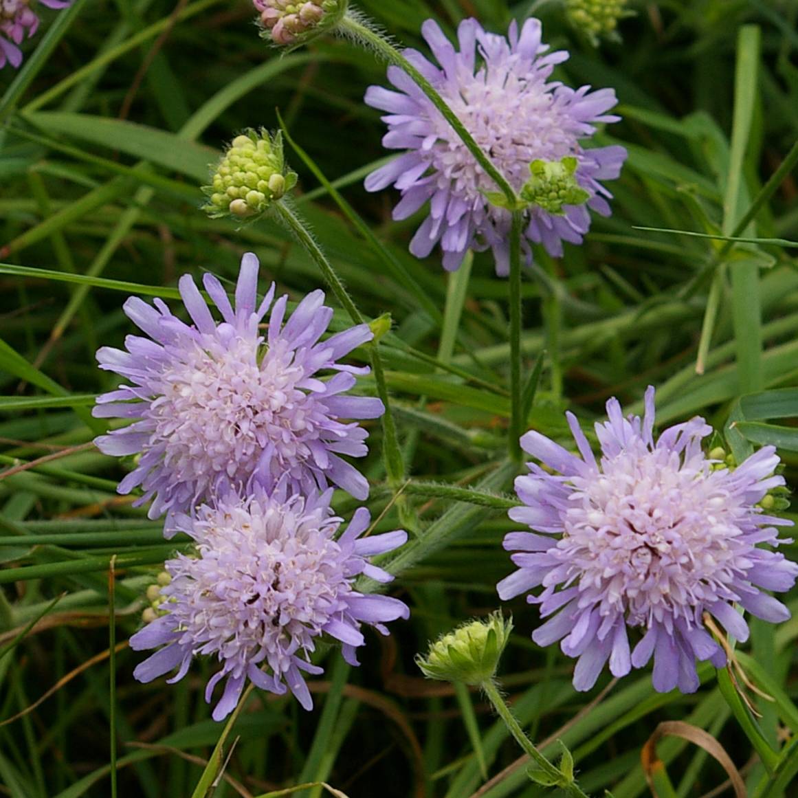Knautia arvensis - Scabieuse des Champs Godet de 8/9 cm