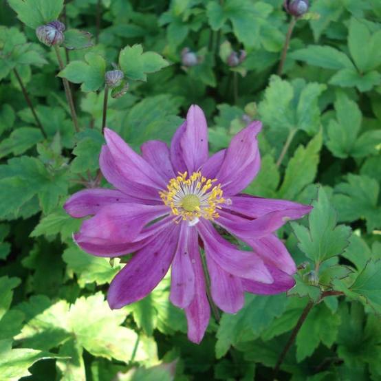 Anémone du Japon Bressingham Glow - Anemone (x) hybrida Godet de 8/9 cm