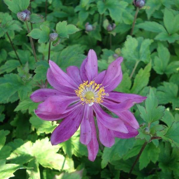 Anémone du Japon Bressingham Glow - Anemone (x) hybrida Godet de 8/9 cm