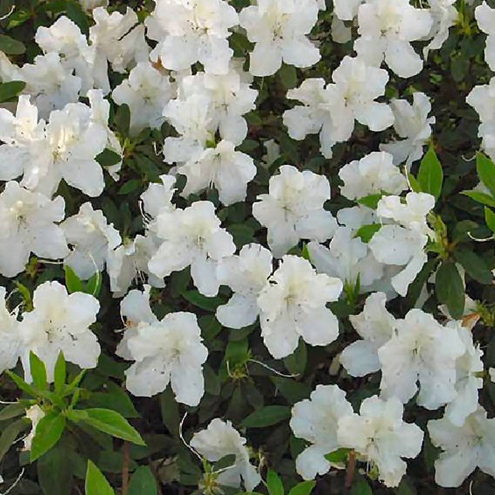 Gardenersdream - Azalée blanc (1 pièce) - plante arbuste rhododendron japonais - azalee du Japon persistante robuste - GardenersDream - Image 3
