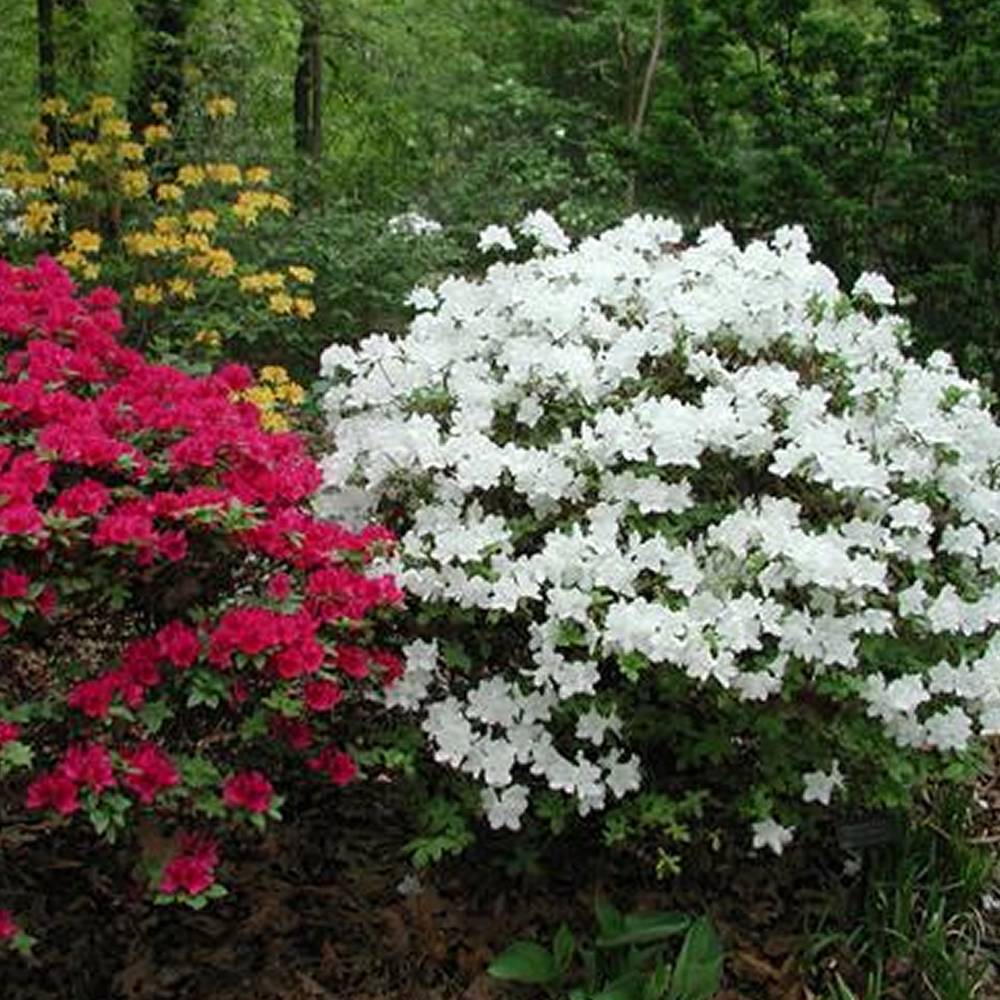Gardenersdream - Azalée blanc (1 pièce) - plante arbuste rhododendron japonais - azalee du Japon persistante robuste - GardenersDream - Image 1