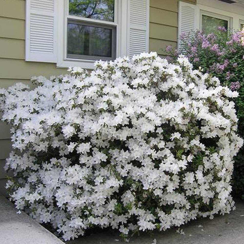 Gardenersdream - Azalée blanc (1 pièce) - plante arbuste rhododendron japonais - azalee du Japon persistante robuste - GardenersDream - Image 2