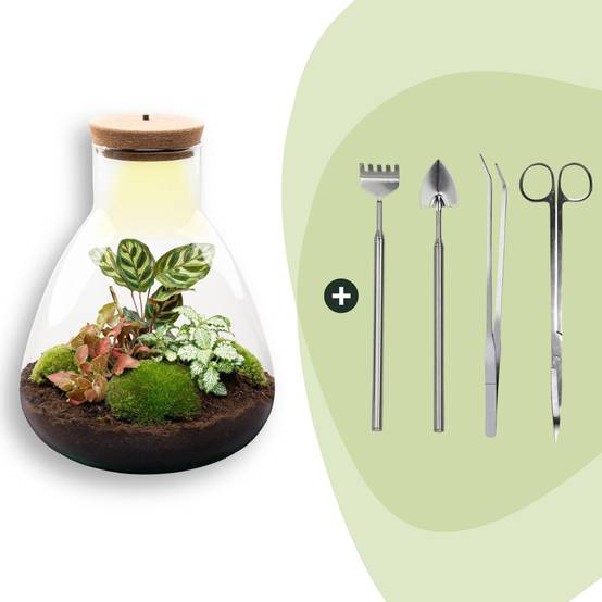 Terrarium à composer bouteille en verre recyclé - Ø24-H30cm - avec kit 4 outils - bouchon LED - Terrarium DIY - Image 1