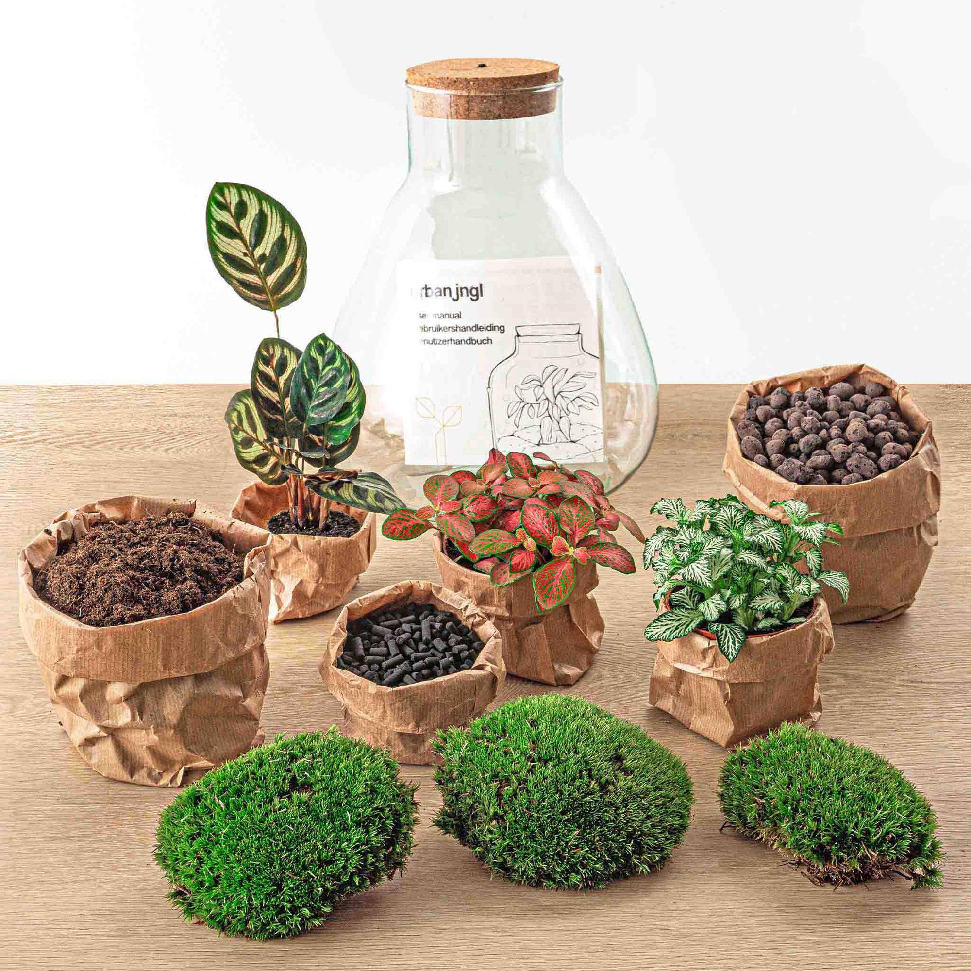 Terrarium à composer bouteille en verre recyclé - Ø24-H30cm - avec kit 4 outils - bouchon LED - Terrarium DIY - Image 2