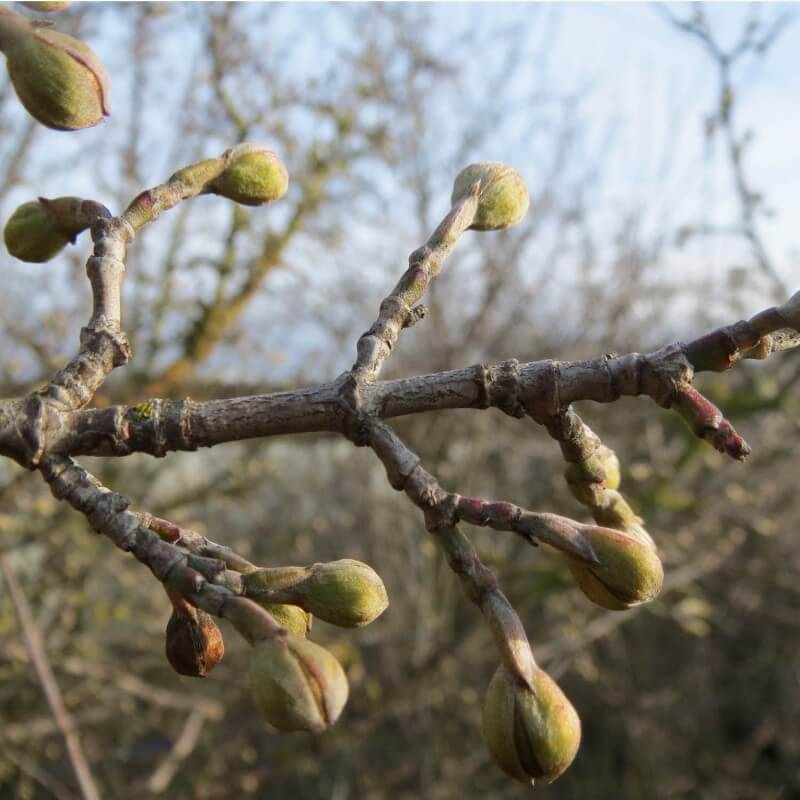 Cornouiller mâle (Cornus mas) - Godet - Taille 20/40cm - Pépinières Naudet - Image 3