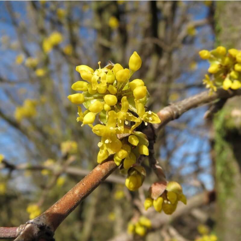 Cornouiller mâle (Cornus mas) - Godet - Taille 20/40cm - Pépinières Naudet - Image 2
