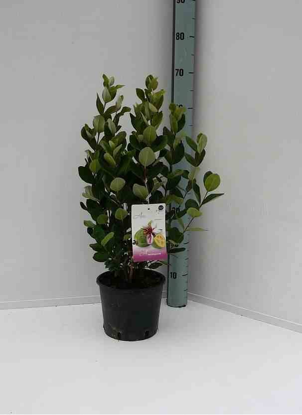 Sans Marque - Acca sellowiana (ananas feijoa ou goyave) Pot de 9 litres - 80/100 cm - Image 3