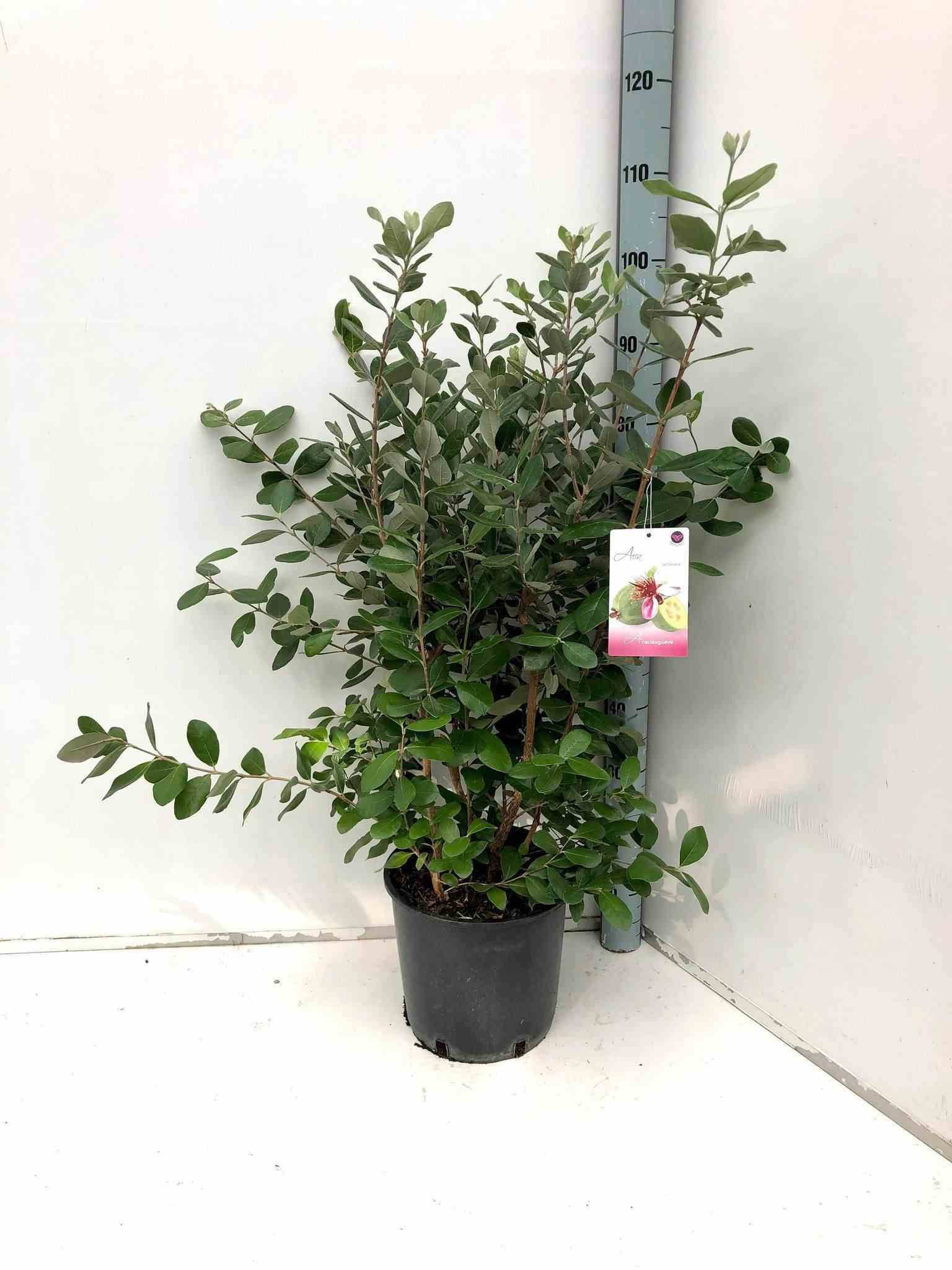 Sans Marque - Acca sellowiana (ananas feijoa ou goyave)  Pot de 9 litres - 80/100 cm - Image 2