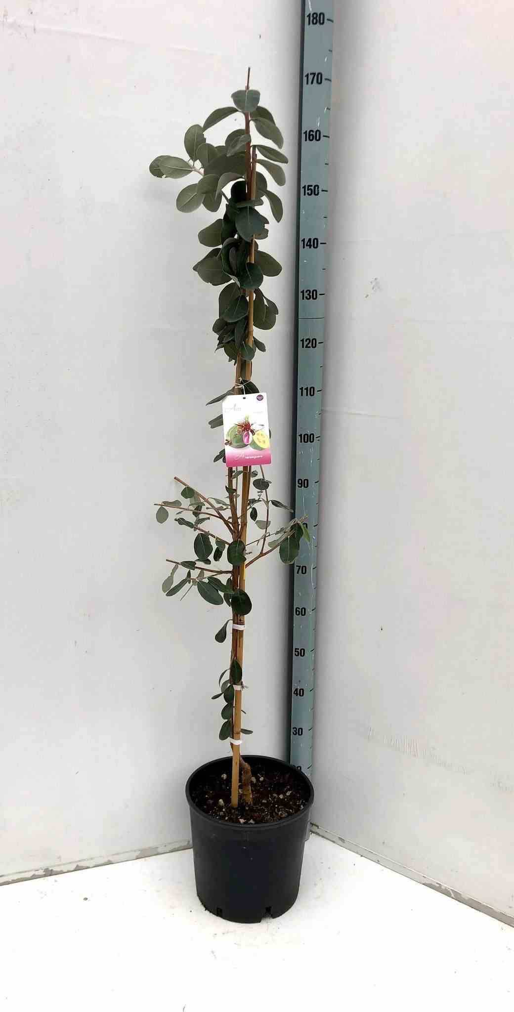 Sans Marque - Acca sellowiana (ananas feijoa ou goyave)  Pot de 9 litres - 80/100 cm - Image 1