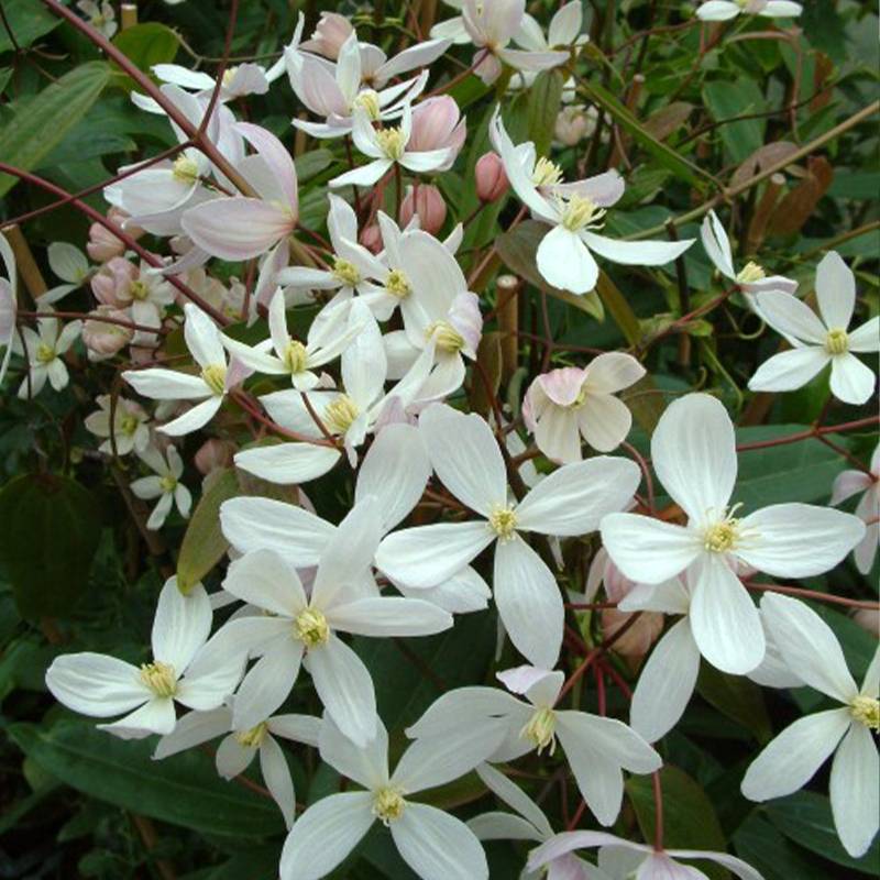 Promesse de Fleurs - Clematis armandii Apple Blossom - clématite du père Armand Pot de 2L/3L