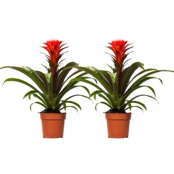 Guzmania Hope - H40cm