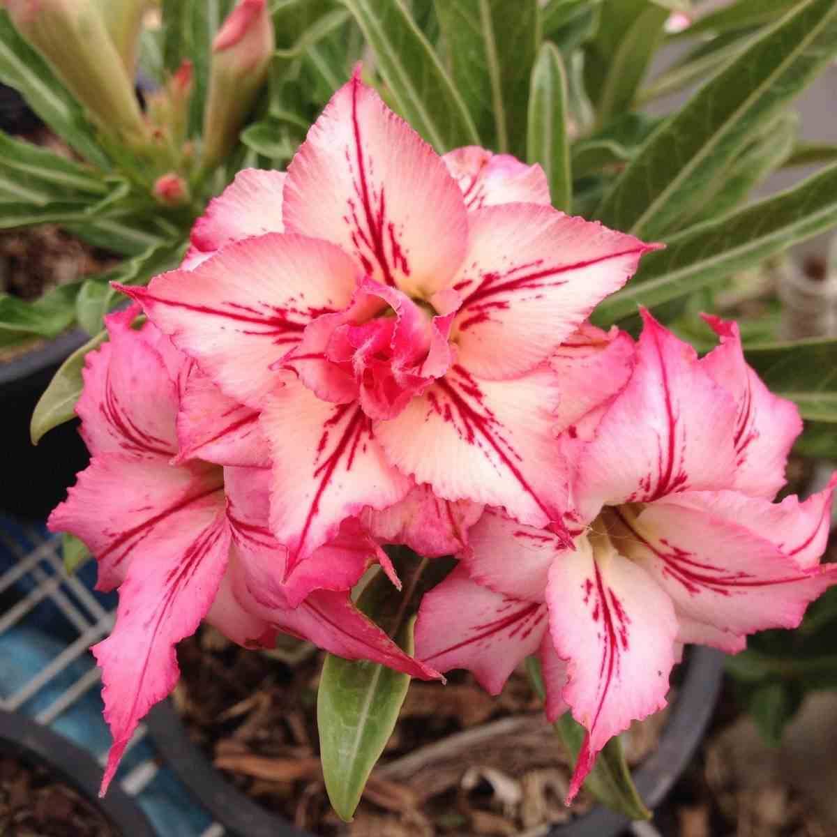 Sans Marque - Adenium obesum cv.Flèche Couleur floraison:Rose - Taille:Caudex d'environ 150g