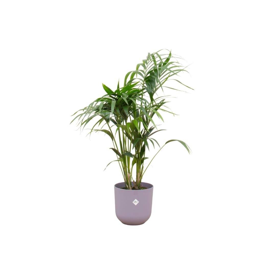 Palmier Kentia 160cm et son pot- La Green Touch Violet 26cm - Hauteur 160cm