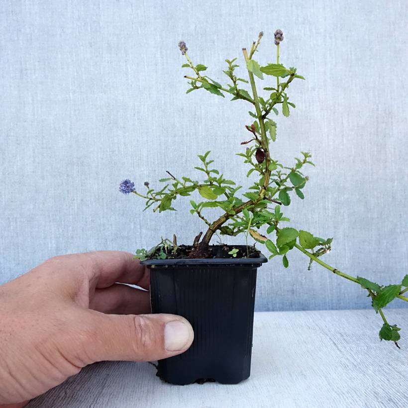 Promesse de Fleurs - Ceanothus thyrsiflorus repens - Lilas de Californie Godet de 8/9 cm - Image 2