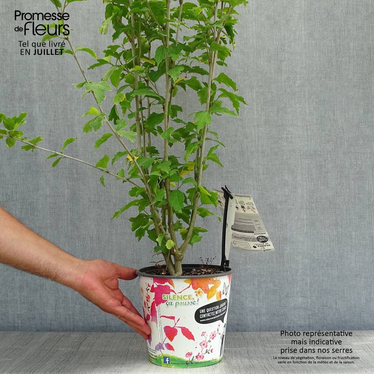 Promesse de Fleurs - Hibiscus French Cabaret Red - Althéa double rouge foncé Pot de 3L/4L - Image 2