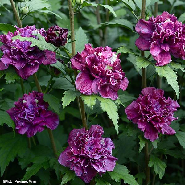 Promesse de Fleurs - Hibiscus French Cabaret Red - Althéa double rouge foncé Pot de 3L/4L - Image 1