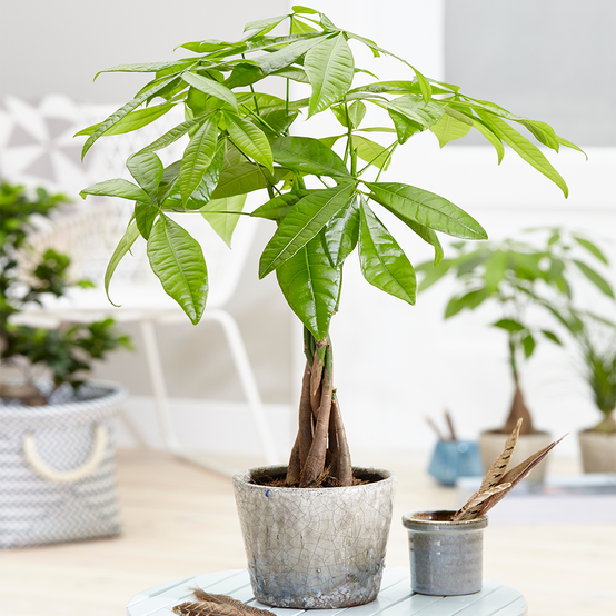 Gardenersdream - Pachira Aquatica Cacaoyer - Plante D'Interieur Vivante Au Tronc Tressé En Pot De 12Cm - GardenersDream - Image 1