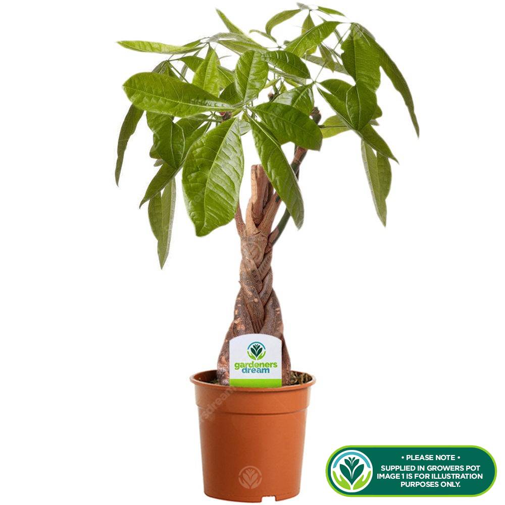 Gardenersdream - Pachira Aquatica Cacaoyer - Plante D'Interieur Vivante Au Tronc Tressé En Pot De 12Cm - GardenersDream - Image 2
