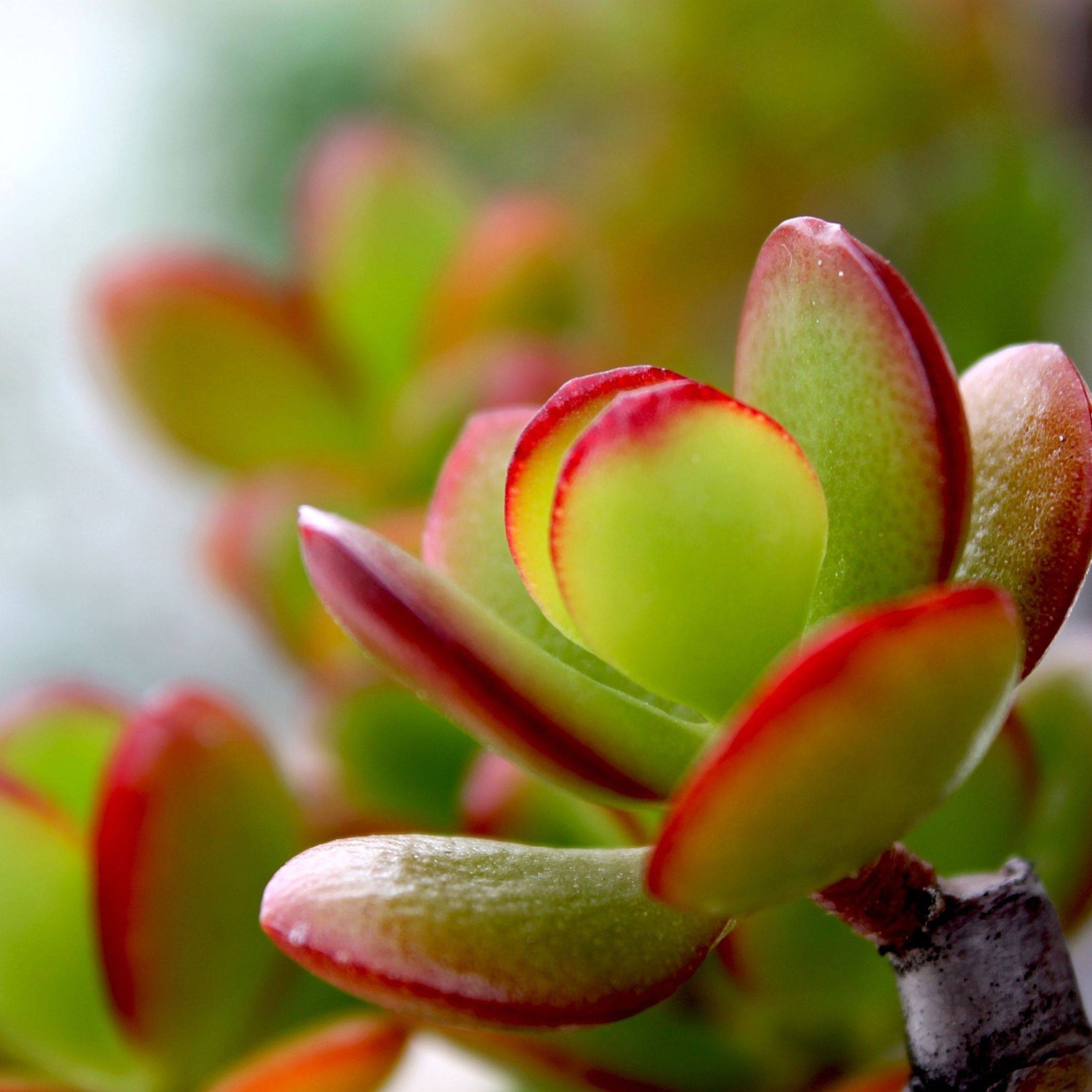 Plant In A Box - Arbre de jade - Crassula ovata 'Sunset' - Hauteur 55-60cm - ⌀30cm - Image 2