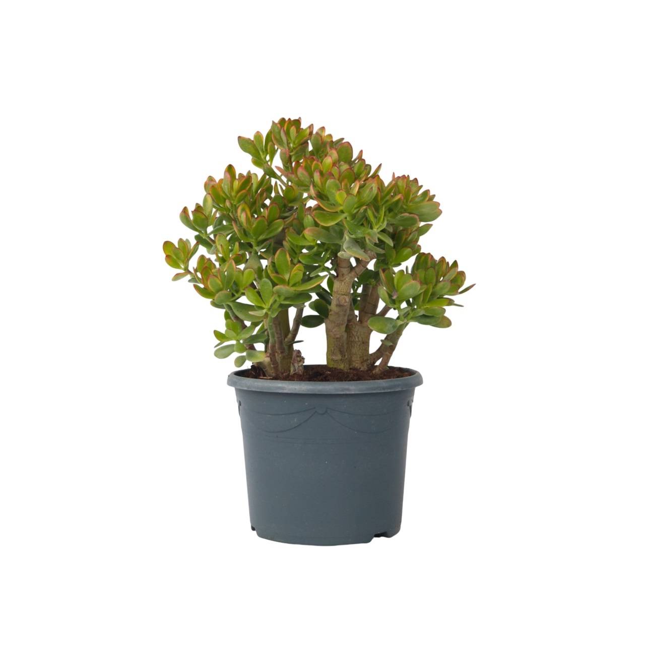 Plant In A Box - Arbre de jade - Crassula ovata 'Sunset' - Hauteur 55-60cm - ⌀30cm - Image 1