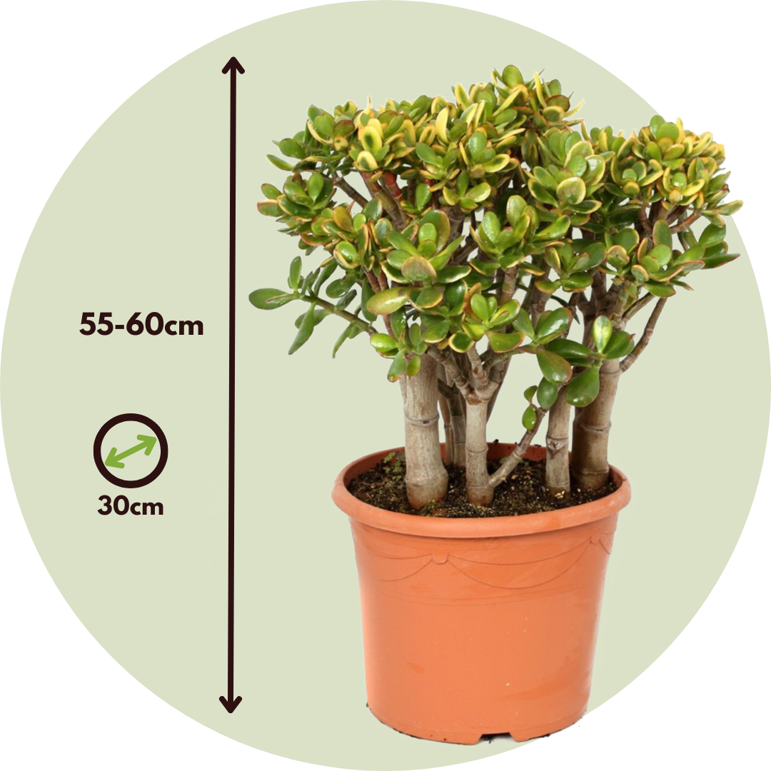 Plant In A Box - Arbre de jade - Crassula ovata 'Sunset' - Hauteur 55-60cm - ⌀30cm - Image 4