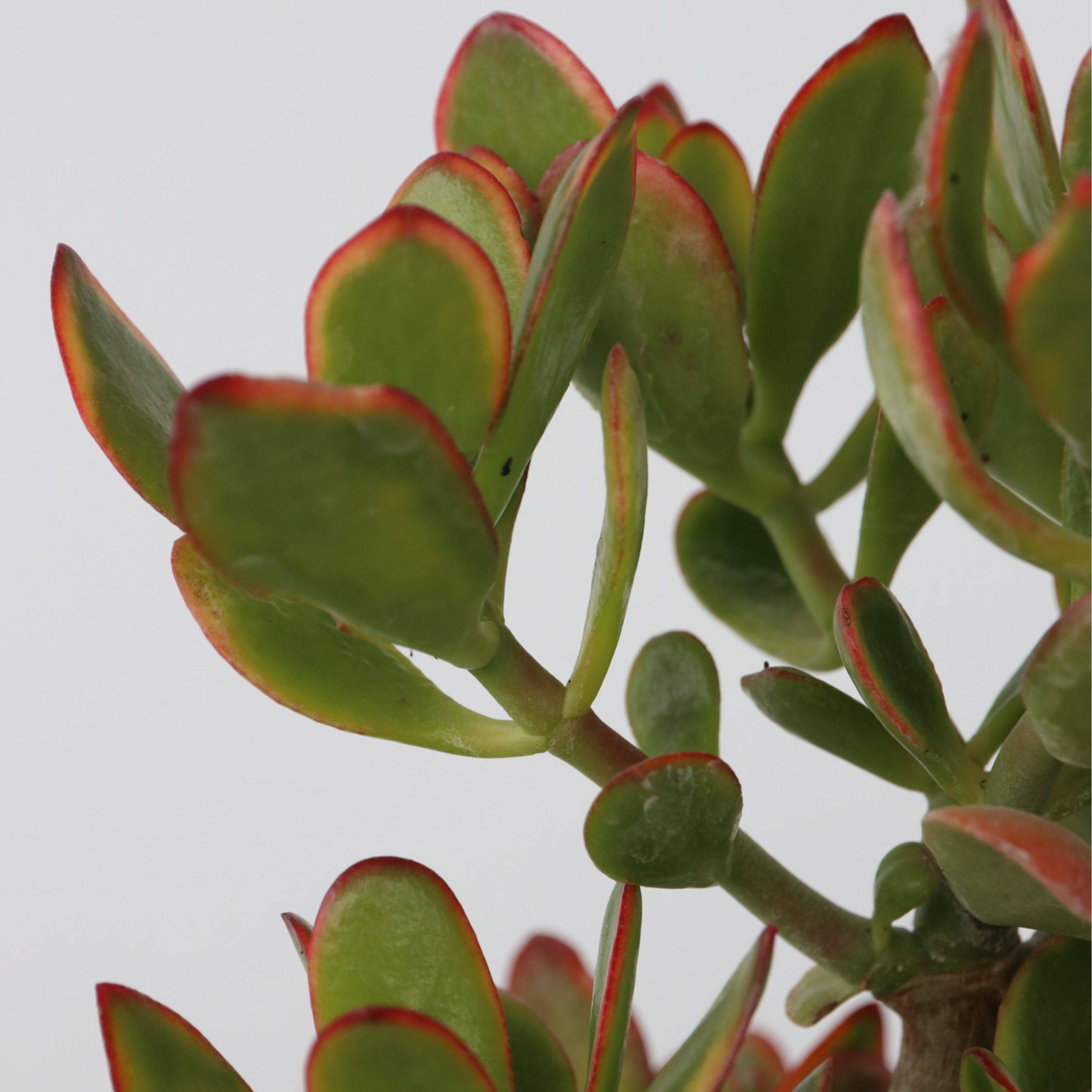 Plant In A Box - Arbre de jade - Crassula ovata 'Sunset' - Hauteur 55-60cm - ⌀30cm - Image 3