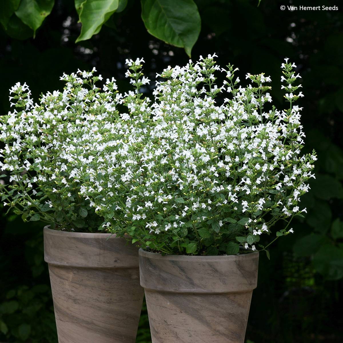 Graines de Calament Marvelette White - Calamintha nepeta le sachet de ...