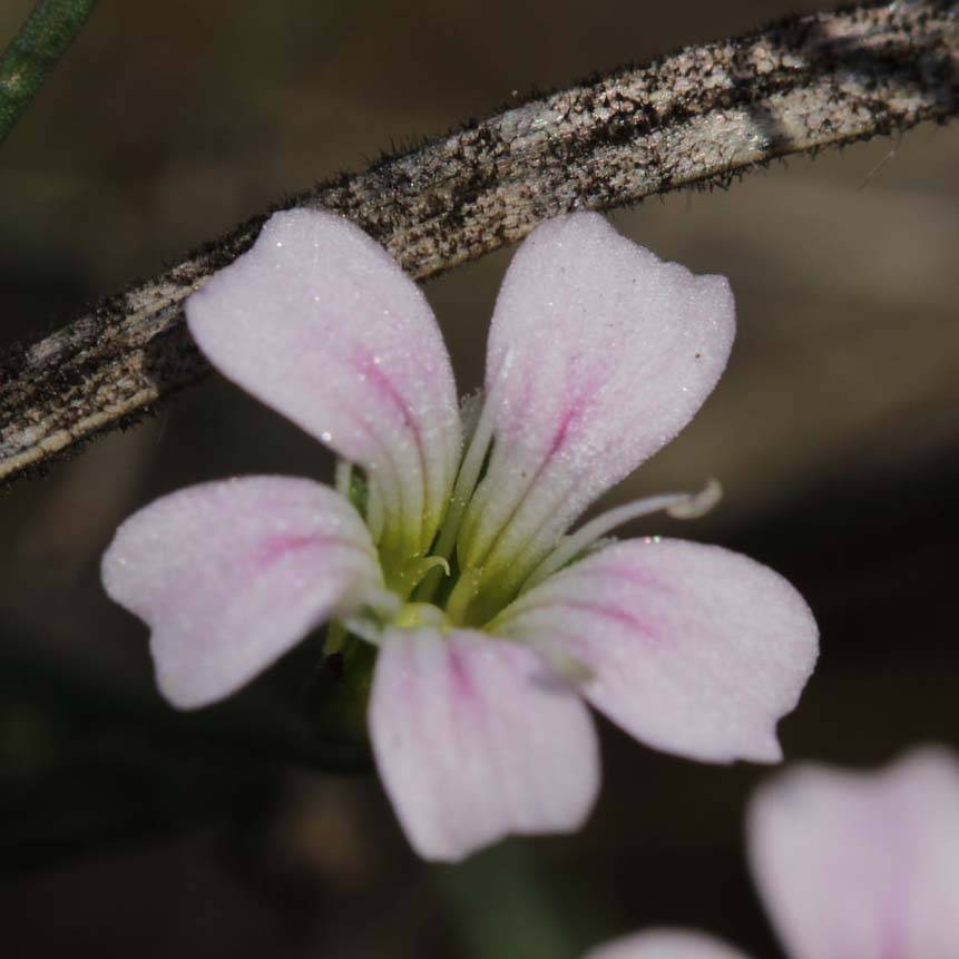 Oeillet des rochers - Petrorhagia saxifraga Godet de 8/9 cm