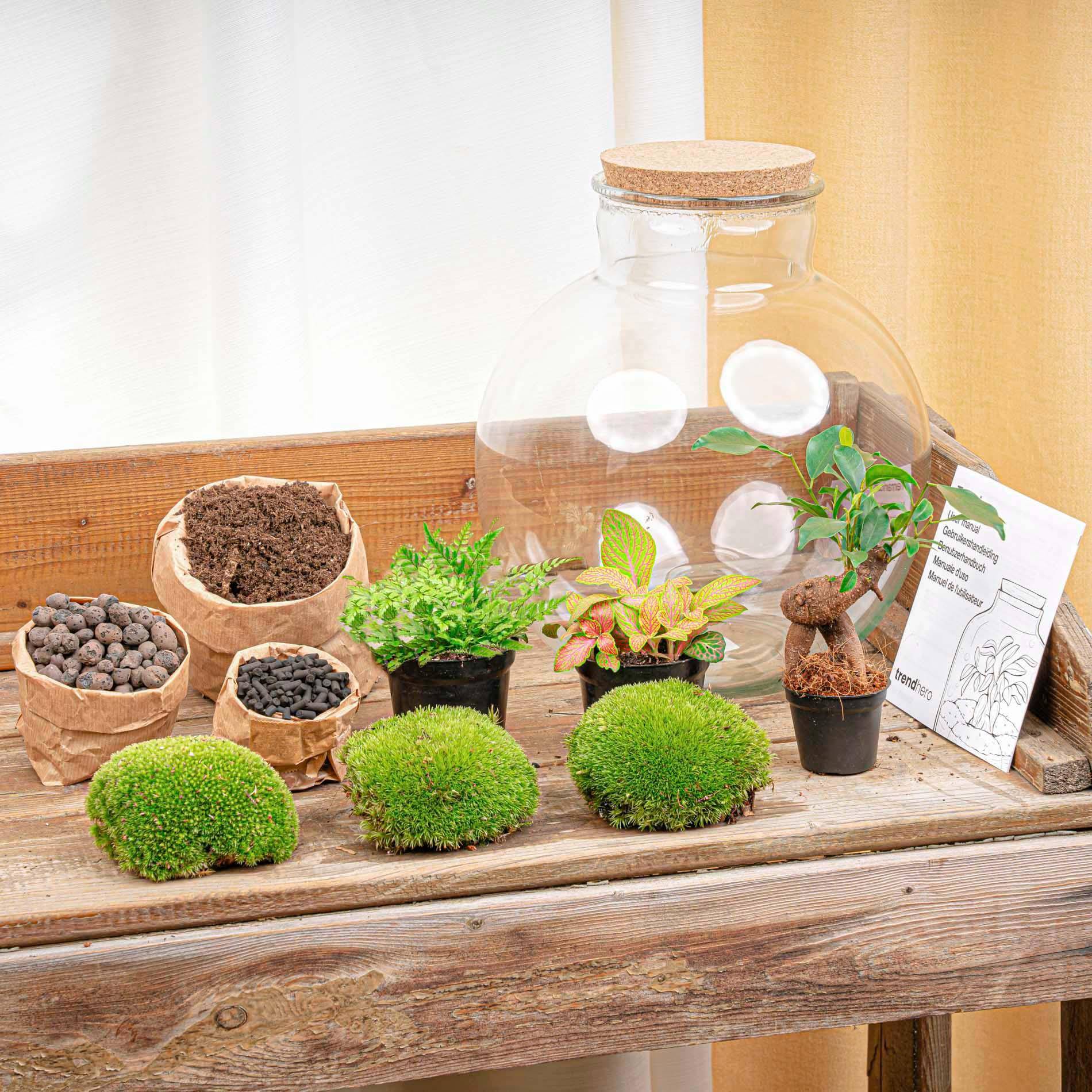 Terrarium à composer bouteille en verre recyclé - Ø31-H30cm - avec râteau, pelle et pince - Ficus Fittonia - Terrarium DIY - Image 3