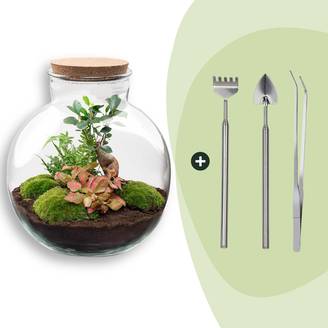 Terrarium à composer bouteille en verre recyclé - Ø31-H30cm - avec râteau, pelle et pince - Ficus Fittonia - Terrarium DIY