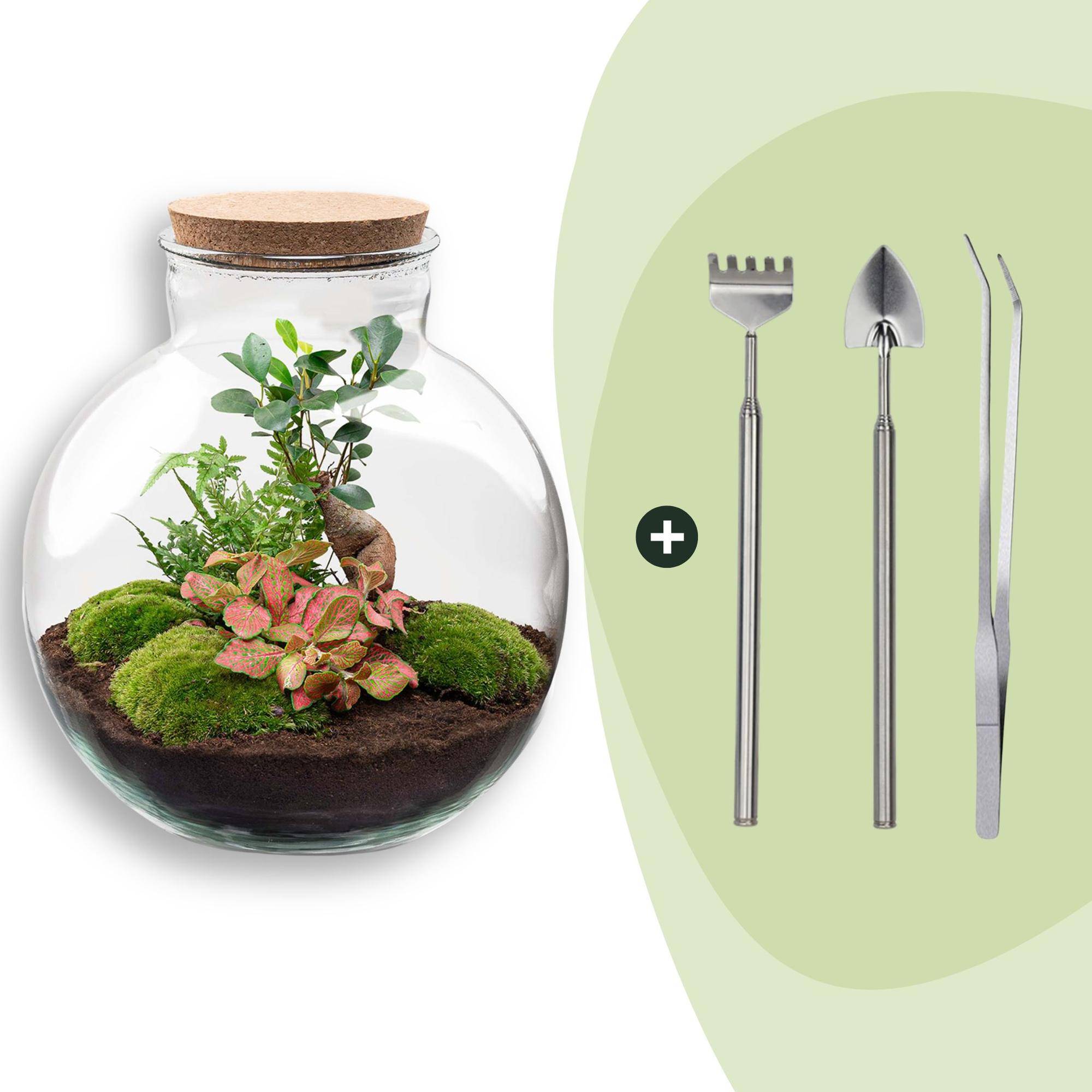 Terrarium à composer bouteille en verre recyclé - Ø31-H30cm - avec râteau, pelle et pince - Ficus Fittonia - Terrarium DIY