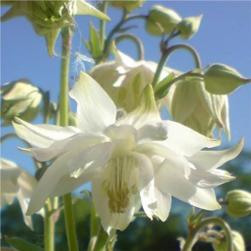 Ancolie hybride White Barlow Godet de 8/9 cm